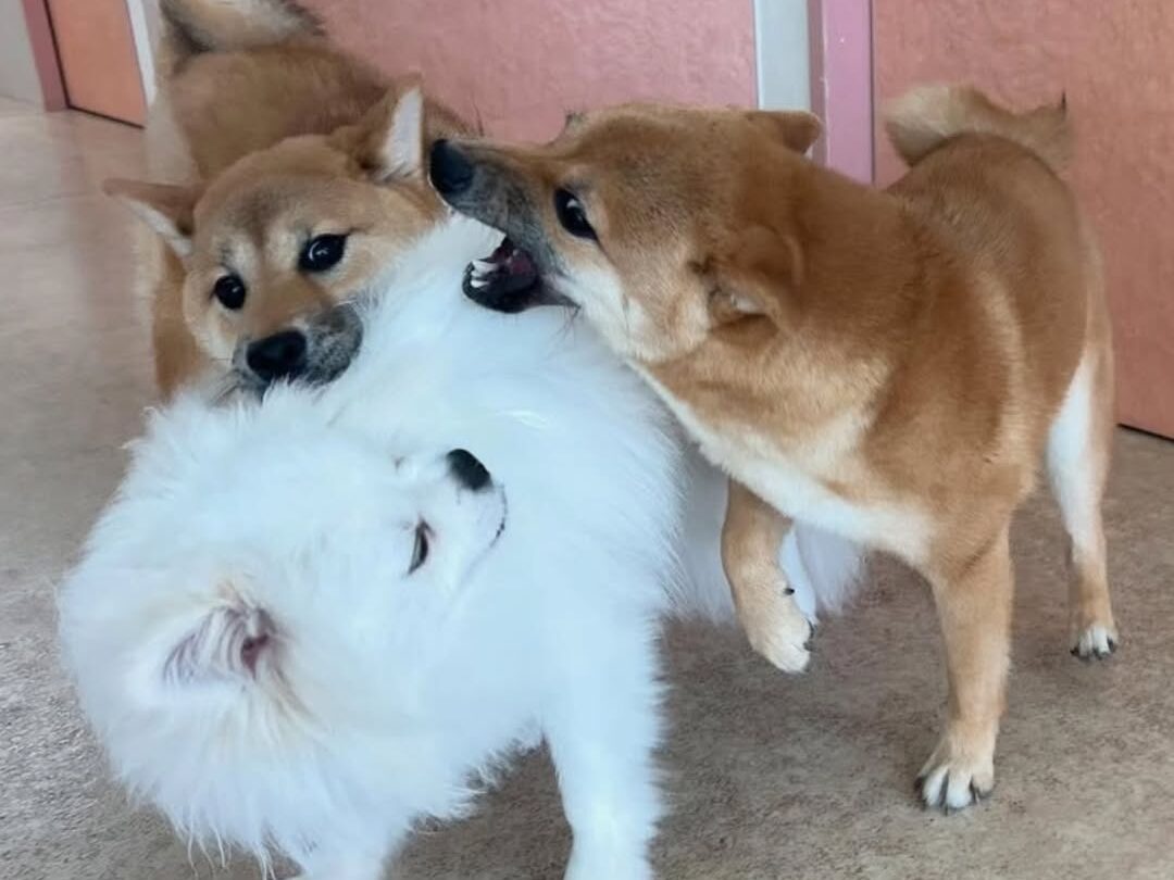 看護師　キャリア